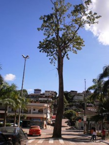 laranja da terra