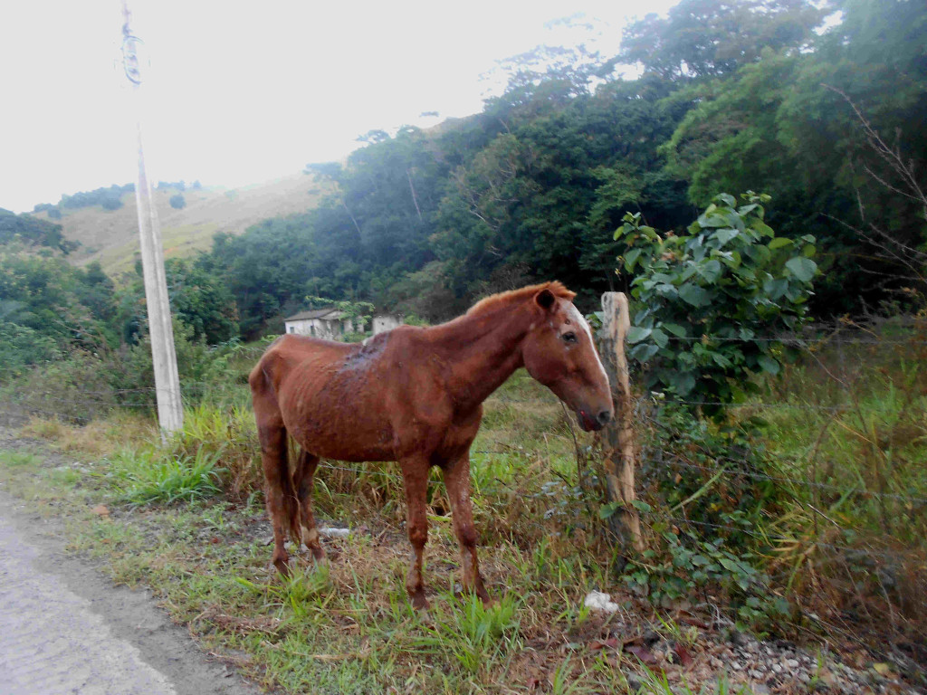 Animal maltratado transita no asfalto. Motoristas devem ficar atentos