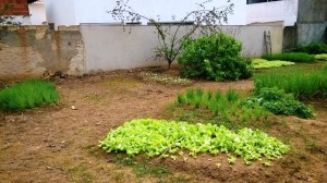 horta de dona Lindaura