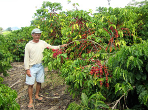 Em Vila Pavão também ouve aumento na produção cafeeira