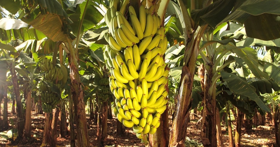 A bananicultura, uma das atividades econômica importante para o Espírito Santo