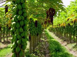 Fruta que previne até câncer