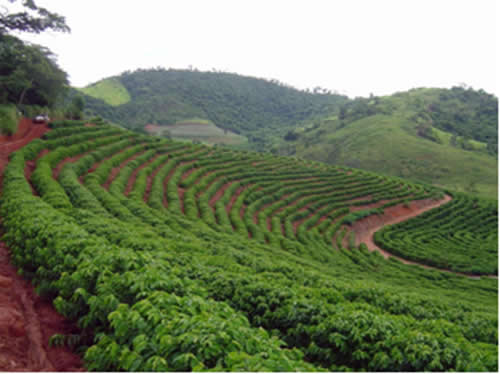 Vila Pavão poderá ter aumento de 5% na produção cafeeira