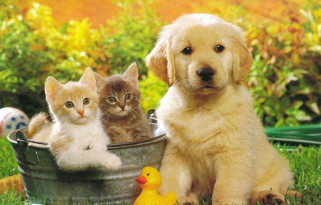 Cães e gatos  ganham passaporte