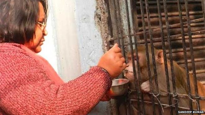 Casal indiano rejeitado por família deixa herança para macaco