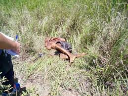 Homem é executado com dez tiros em Conceição da Barra