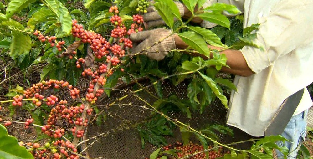 Incaper promove dia de campo sobre café conilon na próxima terça-feira (17) em Vila Pavão