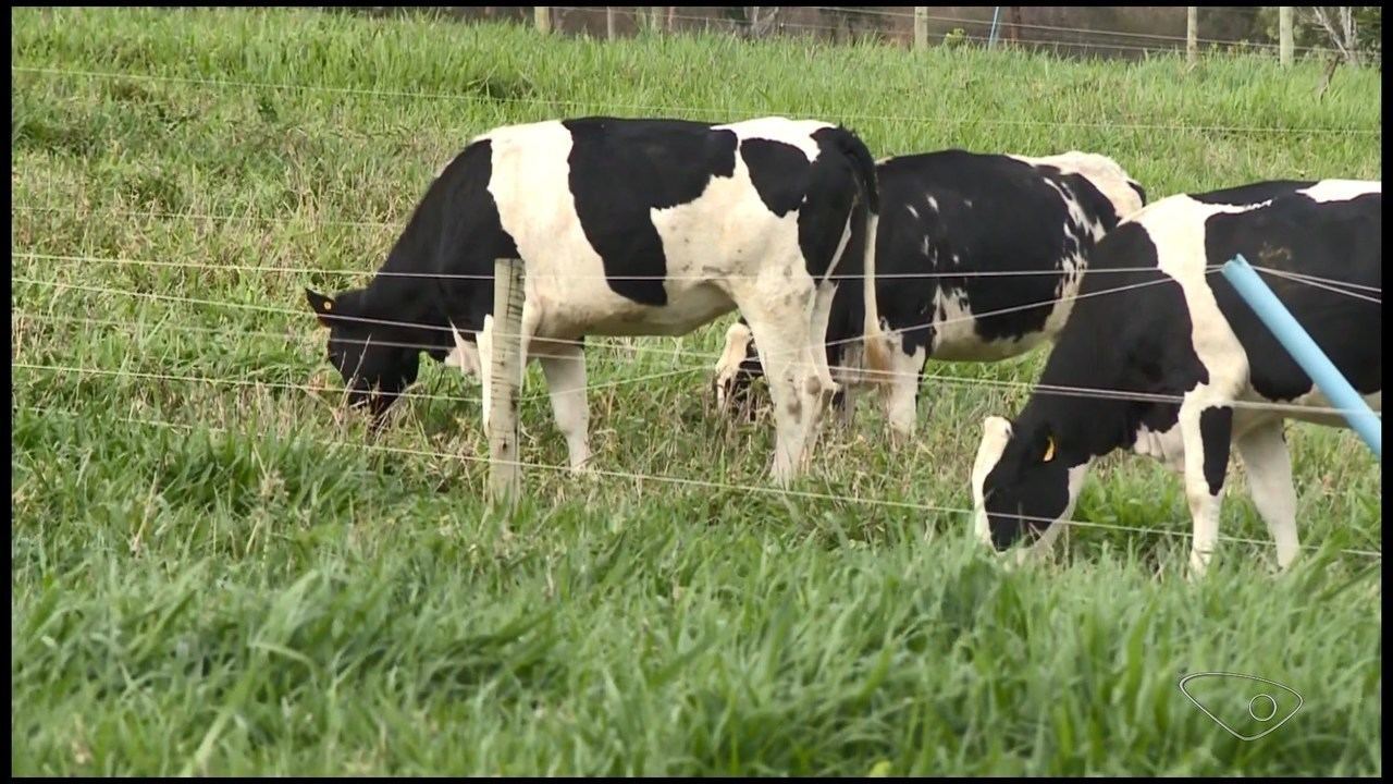 Ladrões furtam caminhão em Nova Venécia e o usam para carregar gado roubado