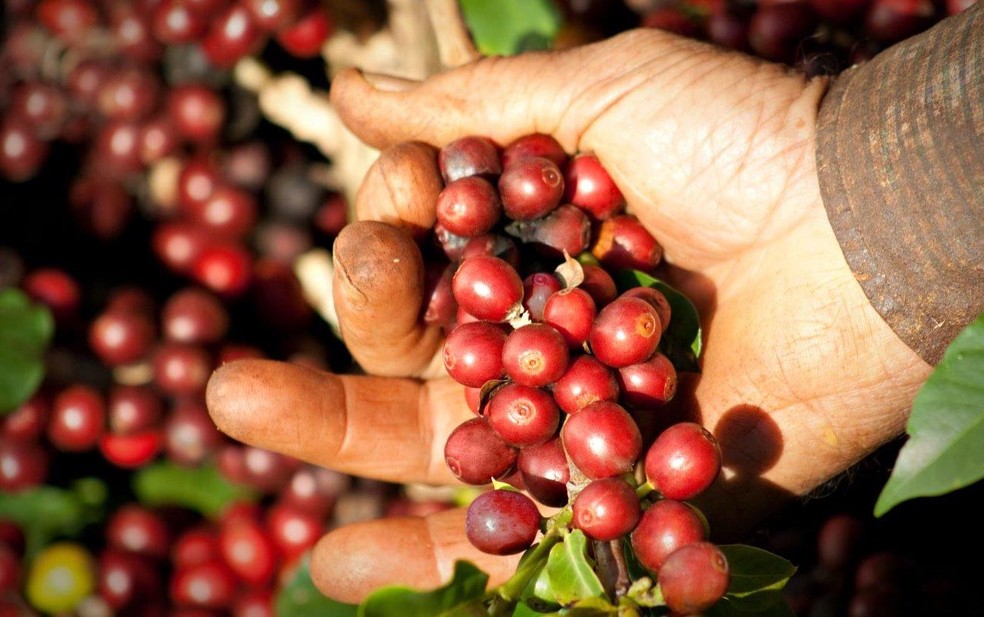 Secretaria da Agricultura cria cartilha para prevenção do novo Coronavírus na colheita do café 2020