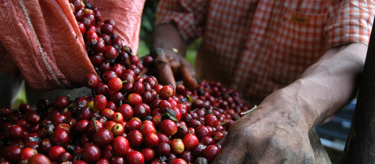 O Dia Mundial do Café é comemorado anualmente em 14 de abril. Saiba mais sobre o produto