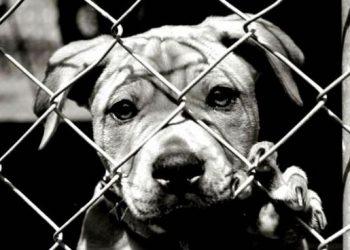 Juiz condena homem a seis anos de prisão por abusos e agressões a cachorros