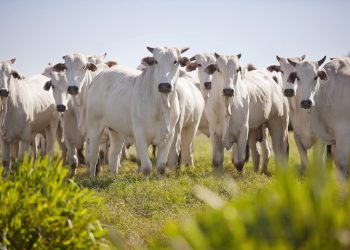 Ministério da Agricultura suspende vacinação contra a febre aftosa no ESm seis estados e no DF a partir de novembro de 2022
