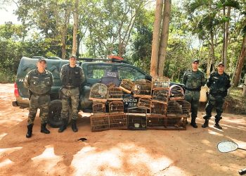 Operação Asas Livres é realizada pela Polícia Ambiental em Vila Pavão com apreensão de vários pássaros