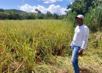 Família de Vila Pavão mantém a tradição do cultivo das lavouras artesanais de arroz