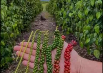 Produtor rural é mantido refém e tem 800 kg de pimenta-do-reino furtados em assalto na zona rural de Boa Esperança