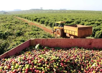 Produção de café no Brasil deve bater recorde em 2025, com faturamento de R$ 125,7 bilhões