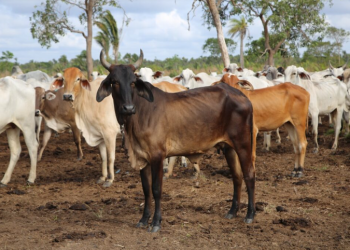 Criadores de animais do ES já podem atualizar cadastro de rebanho; veja como regularizar