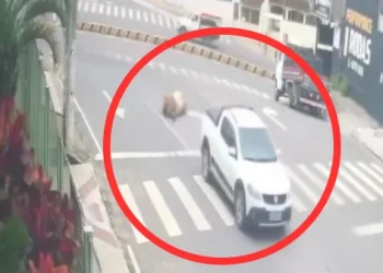 Vídeo | Bezerros furtados caem de carro em Nova Venécia