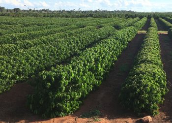 Técnica de irrigação subterrânea impulsiona produtividade de café e cana no Espírito Santo