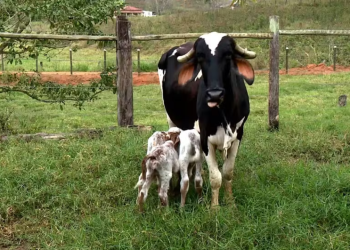 Vaca tem parto raro e dá à luz bezerros trigêmeos em Vila Verde, Pancas