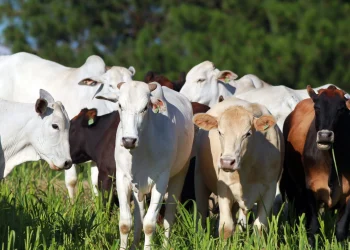 Produtores rurais têm até 30 de junho para atualizar cadastro de rebanho