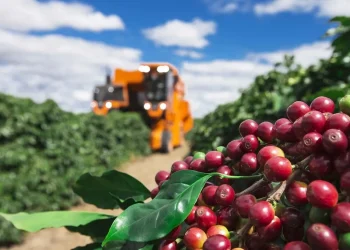 Clima e mão de obra escassa impactam safra: Café tem alta de quase 20% em agosto