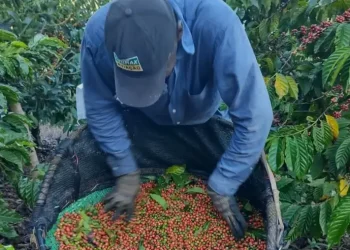 Cafeicultor capixaba apresenta ao mundo máquina que limpa 420 kg de café por hora