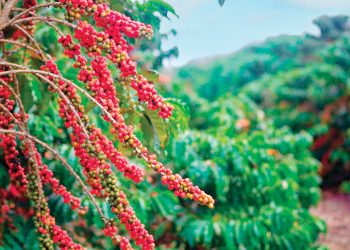Clima e tecnologia impulsionam safra de café no Brasil, com crescimento de 1,8% em 2025