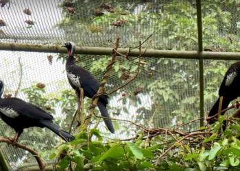 Jacutinga pode voltar à natureza no ES após sucesso de reprodução em Santa Teresa