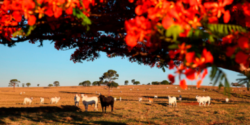 Produtores rurais devem atualizar cadastro de rebanho até o fim de Junho