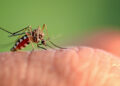 Secretaria de Saúde reforça alerta contra a dengue em Vila Pavão