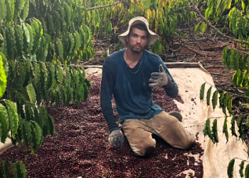 Vídeo | Trabalhador rural viraliza após colher quase 50 sacas de café em um único dia