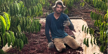 Vídeo | Trabalhador rural viraliza após colher quase 50 sacas de café em um único dia