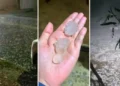 Vídeo | Chuva de granizo surpreende moradores de Colatina e Aracruz