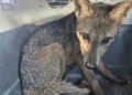 Cachorro-do-mato é resgatado após invadir escola e retorna à natureza