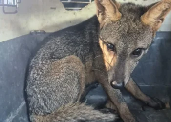 Cachorro-do-mato é resgatado após invadir escola e retorna à natureza