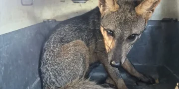 Cachorro-do-mato é resgatado após invadir escola e retorna à natureza