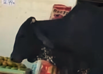 Vídeo | Boi entra em mercearia e causa susto em moradores de Cariacica