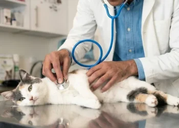 Espírito Santo terá primeiro hospital público veterinário, com atendimento gratuito 24 horas