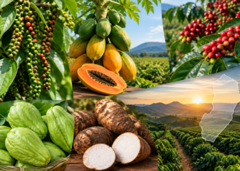 Espírito Santo lidera produção nacional de pimenta-do-reino, mamão, chuchu e inhame