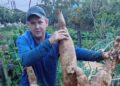 Família de agricultores em Vila Pavão colhe mandioca gigante de 105 quilos