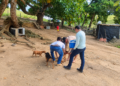 Vila Pavão encerra campanha antirrábica com 2.547 animais vacinados
