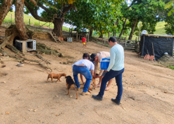 Vila Pavão encerra campanha antirrábica com 2.547 animais vacinados