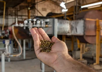 Café capixaba ganha opção de secagem mais limpa com uso de gás